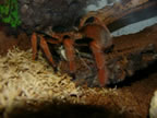 Megaphobema robustum